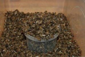 Bee Dug για την αύξηση της ισχύος